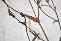 Detalle 3